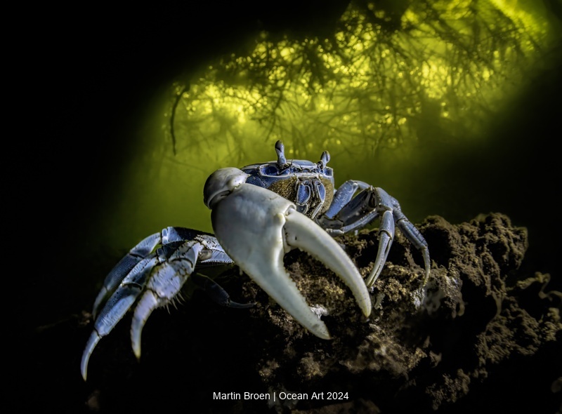 Blue Crab in Cave